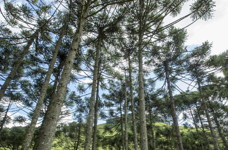 Araucaria Forests