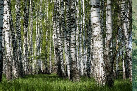 Birch Forests