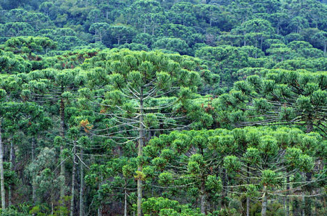 Araucaria Forests